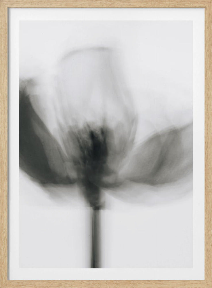 Mono Tulip | Poster