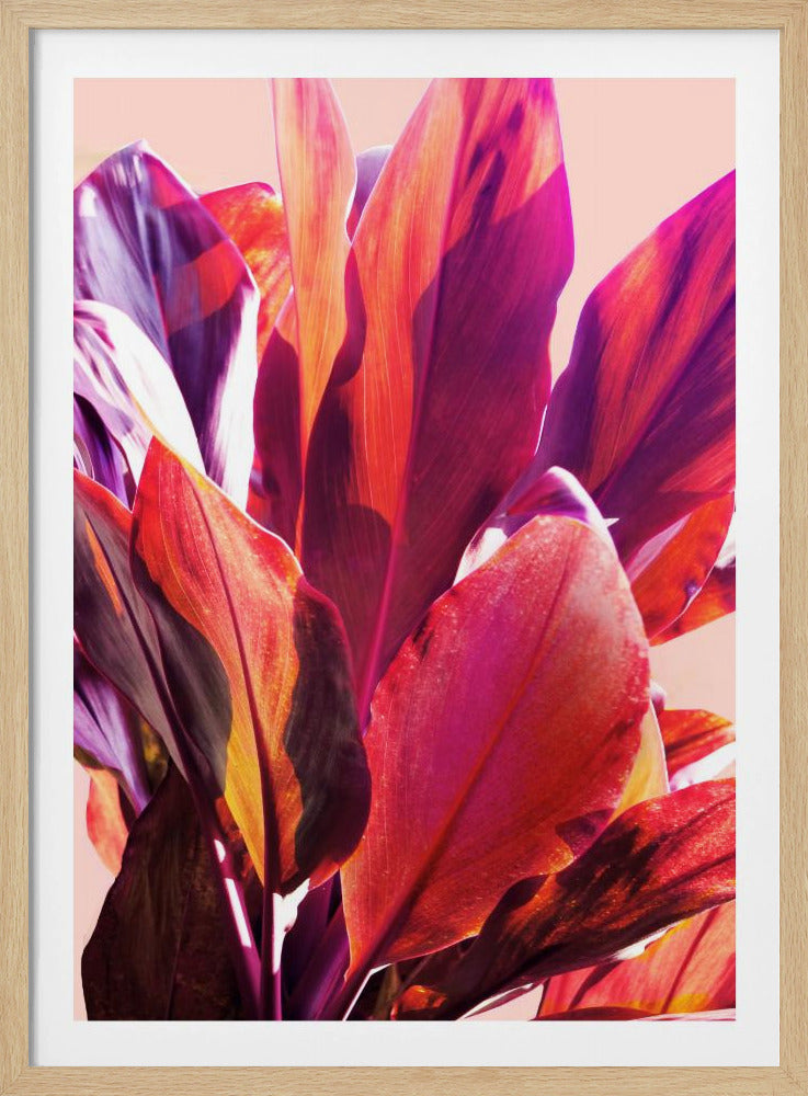 Fuchsia Leaves I | Poster