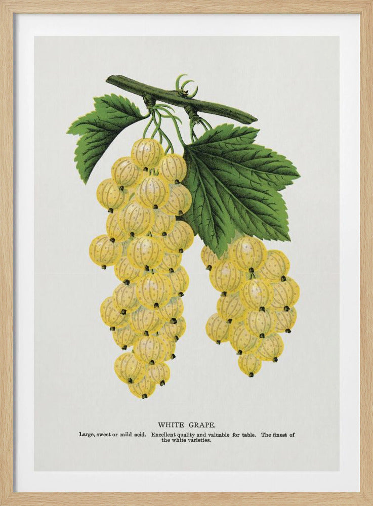 White Grape Lithograph | Poster