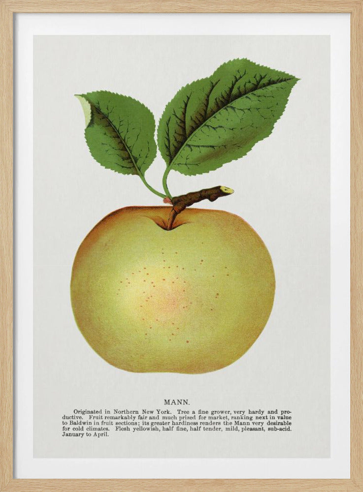 Mann Apple Lithograph | Poster