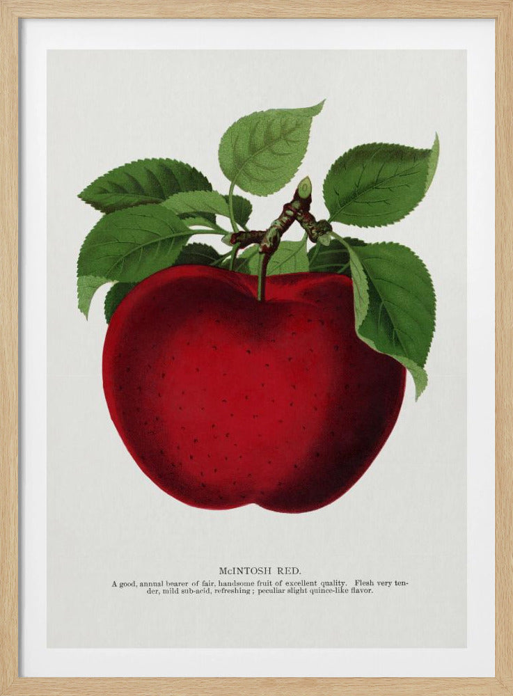 Mcintosh Red Apple Lithograph | Poster