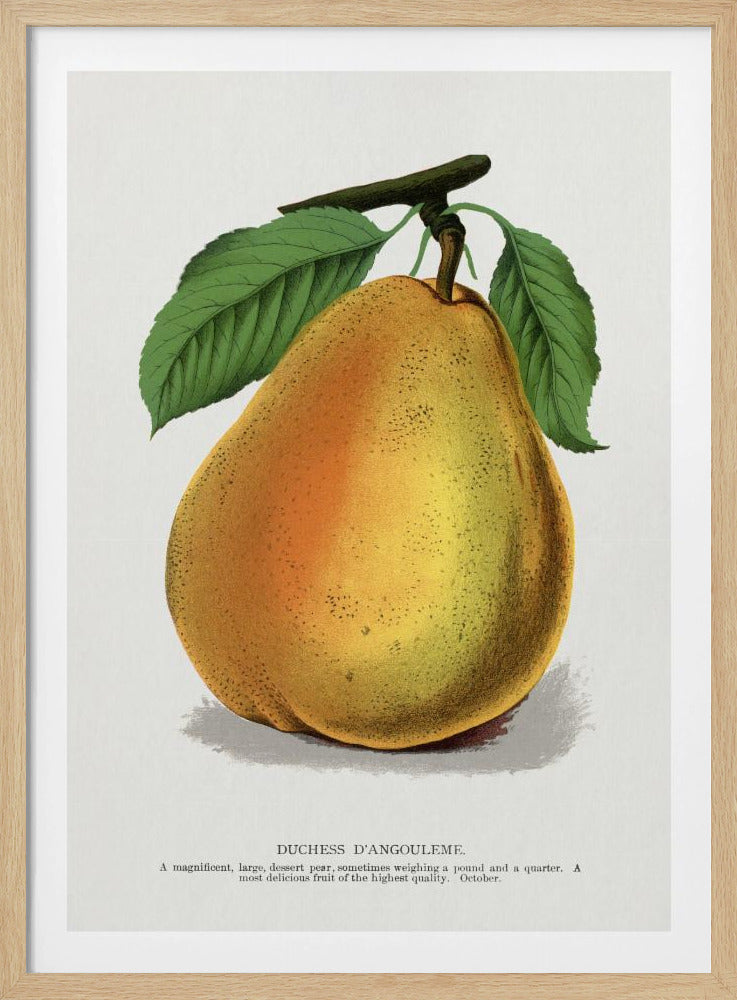 Duchess D'angouleme Pear Lithograph | Poster