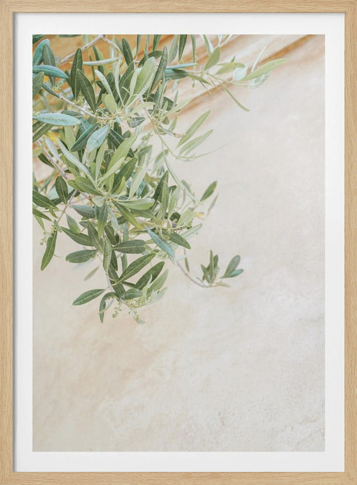 Olive Tree Leaves | Poster