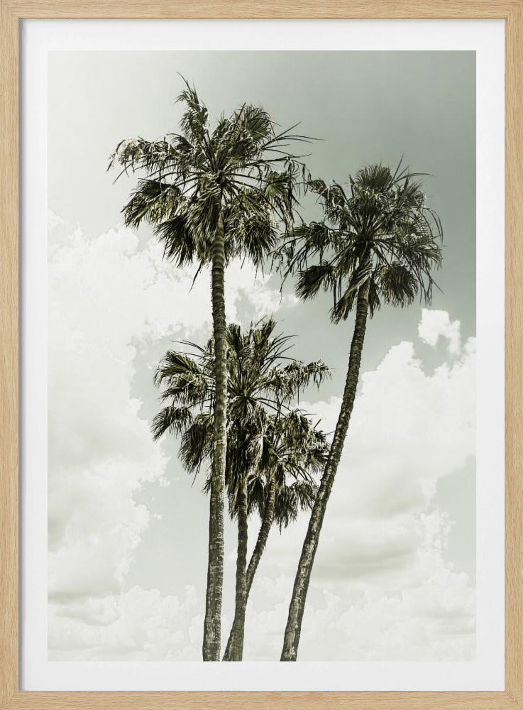 Palm Trees and sky | Vintage | Poster