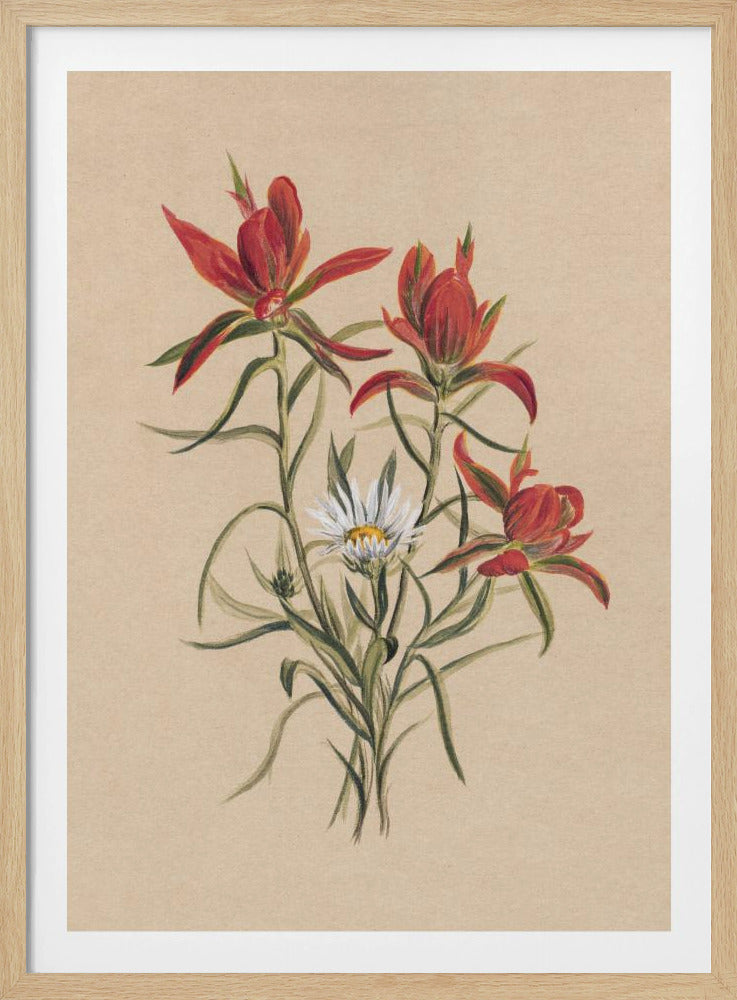 Indian Paintbrush (1883) | Poster