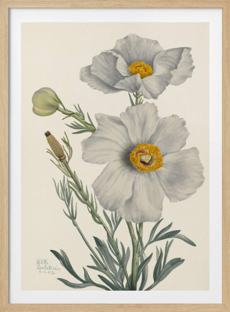 Matilija Poppy | Poster