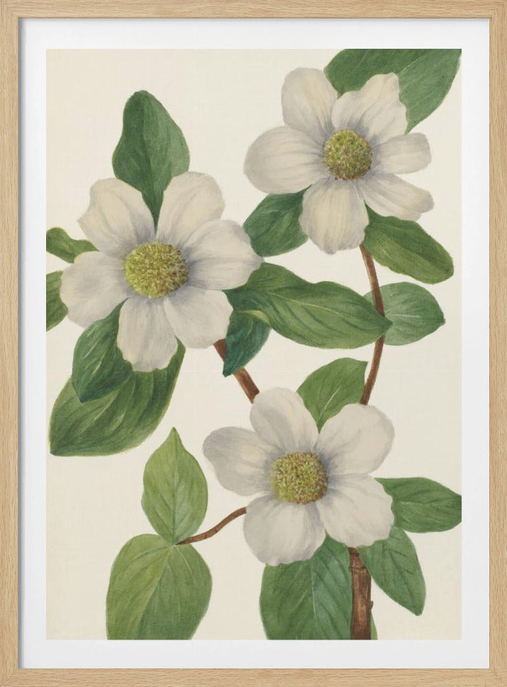 Pacific Dogwood | Poster