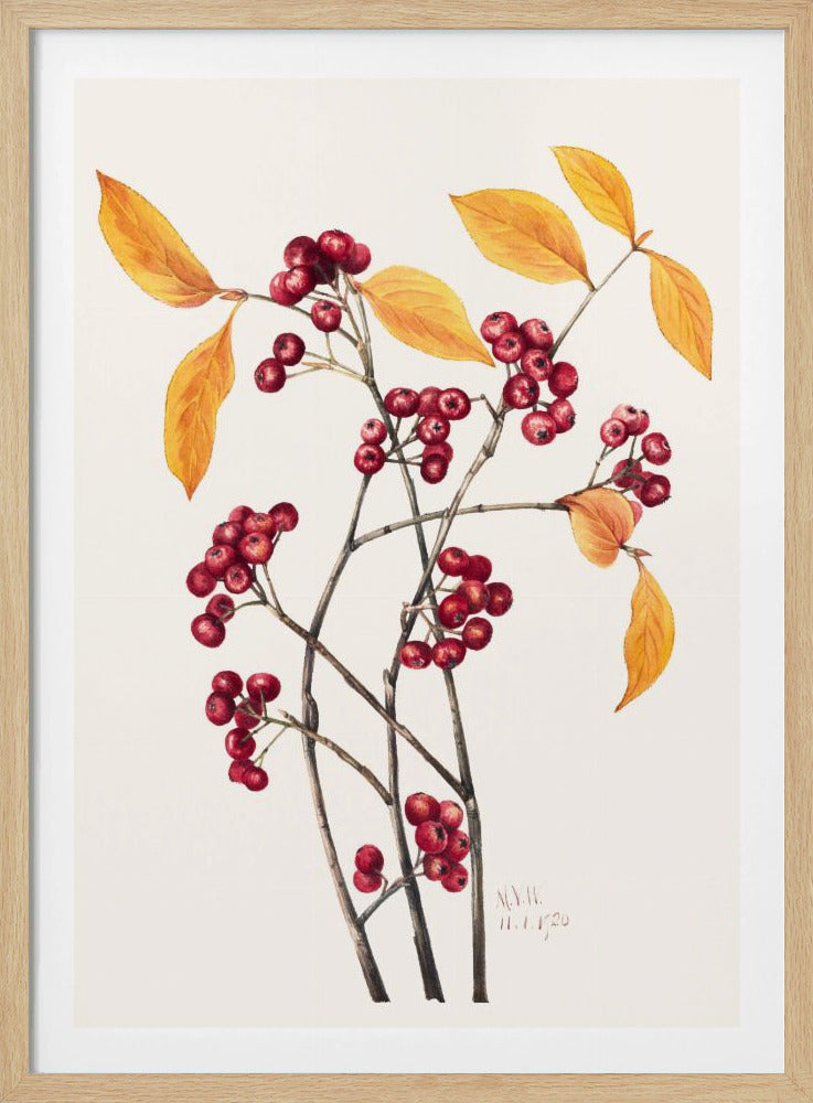 Red Chokeberry (1920) | Poster