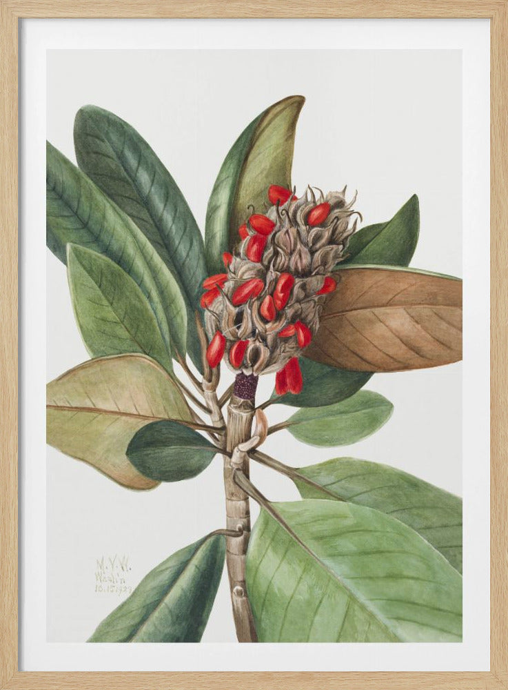 Southern Magnolia (1923) | Poster