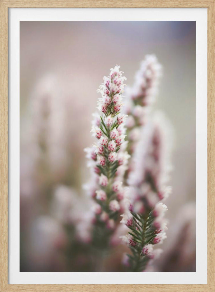 Whispers of Heather | Poster