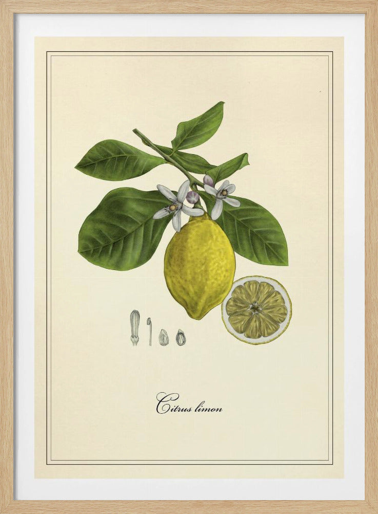 Lemon | Poster