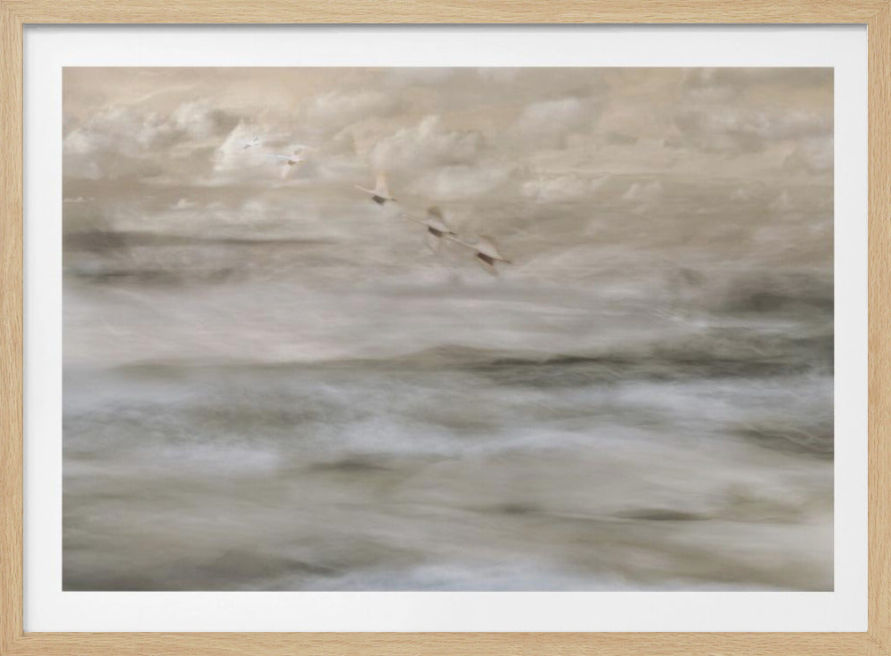 Swans over sea | Poster