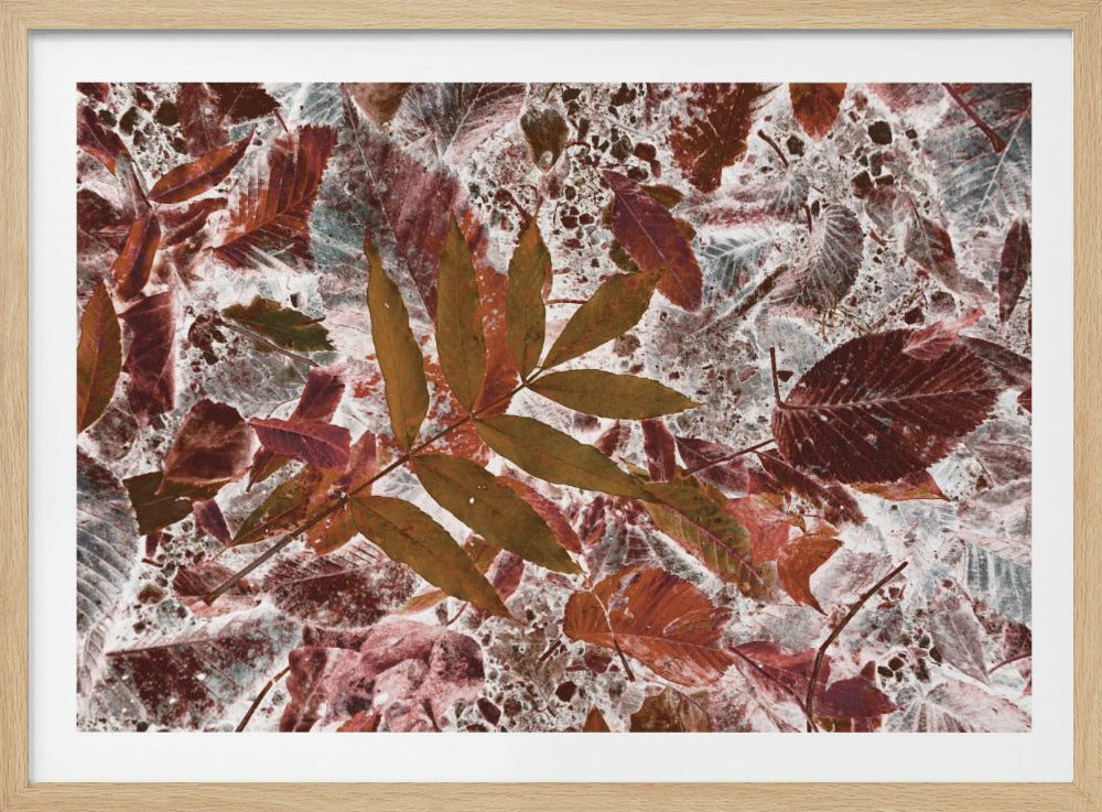 Autumn leaves | Poster