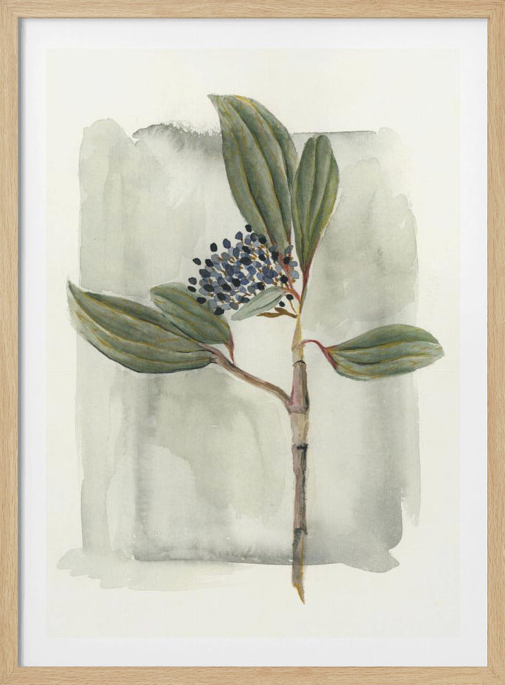 Viburnum davidii | Poster