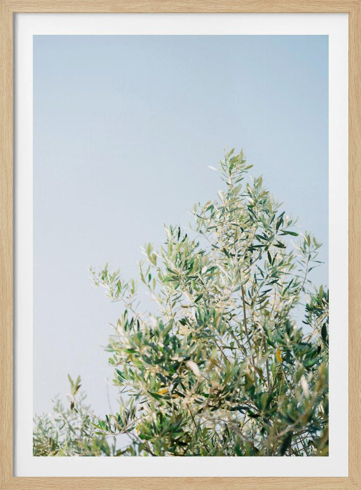 Olives In Ostuni | Italy Travel Photography | Poster