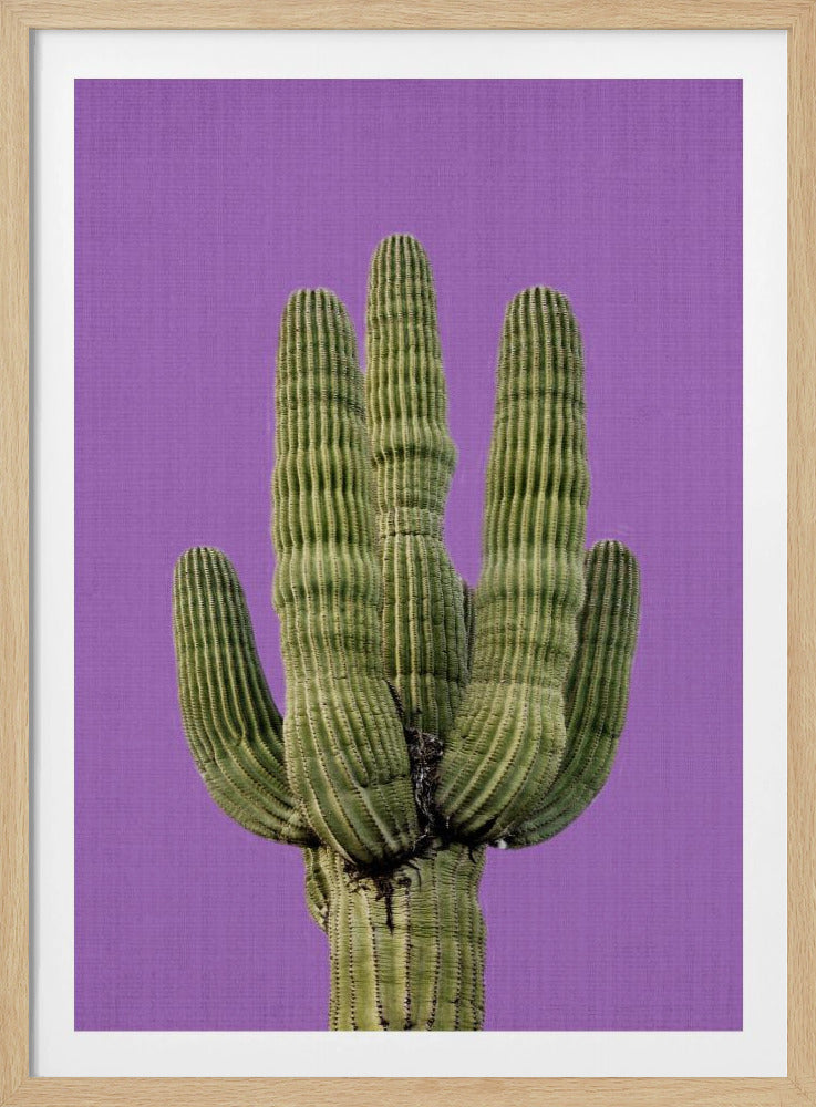 Purple Cactus | Poster