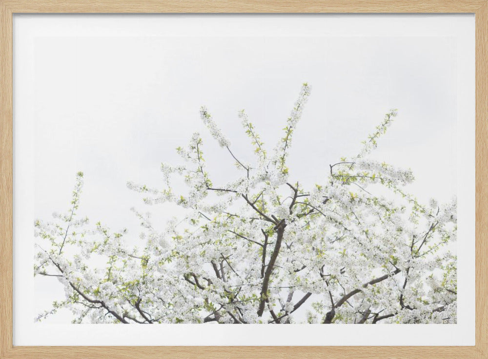White Spring Tree 2 | Poster
