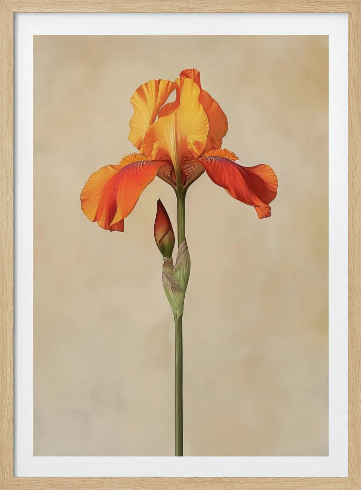 Poster Canvas Sng Iris 34 | Poster