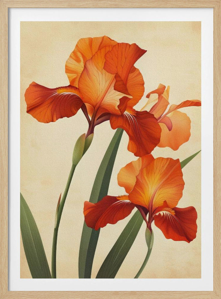 Poster Canvas Sng Iris 37 | Poster