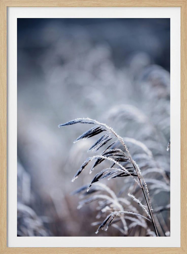 Frosty Morning 5 | Poster