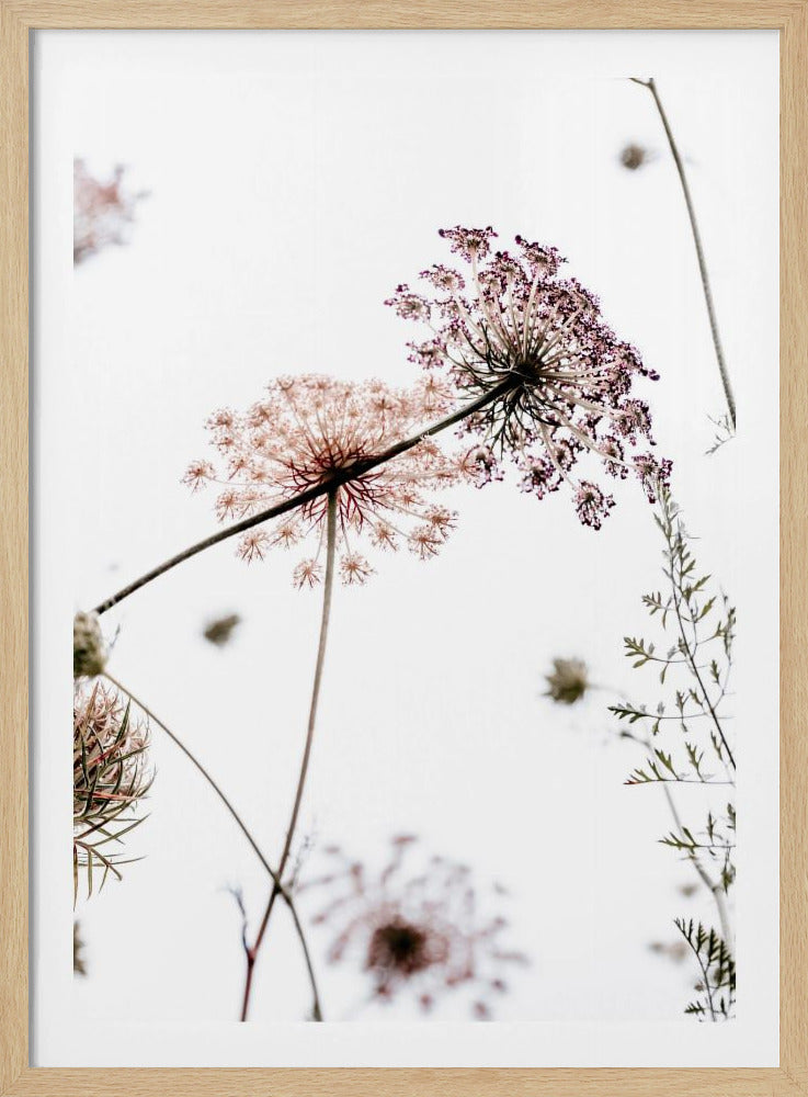 Summer Flowers | Poster