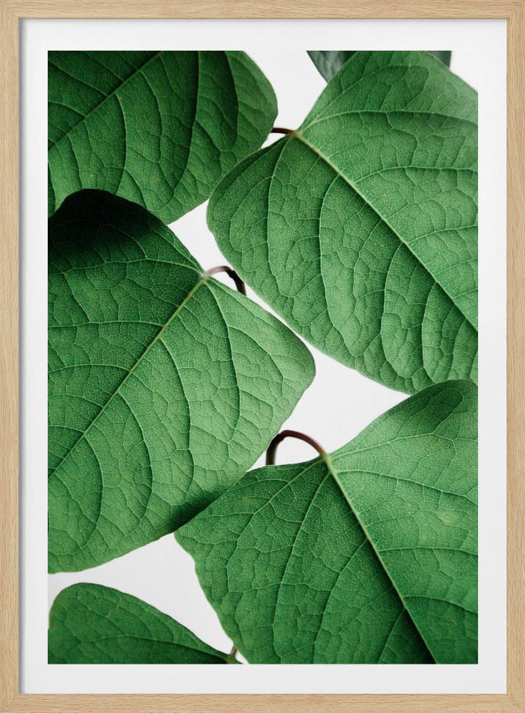 Summer Branches | Poster