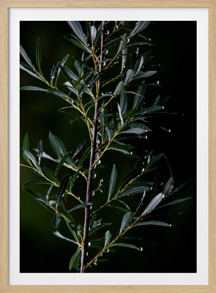 Winter Branches 6 | Poster