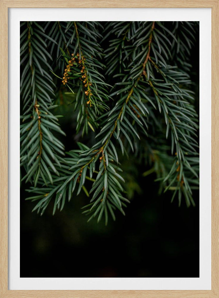 Winter Branches 7 | Poster