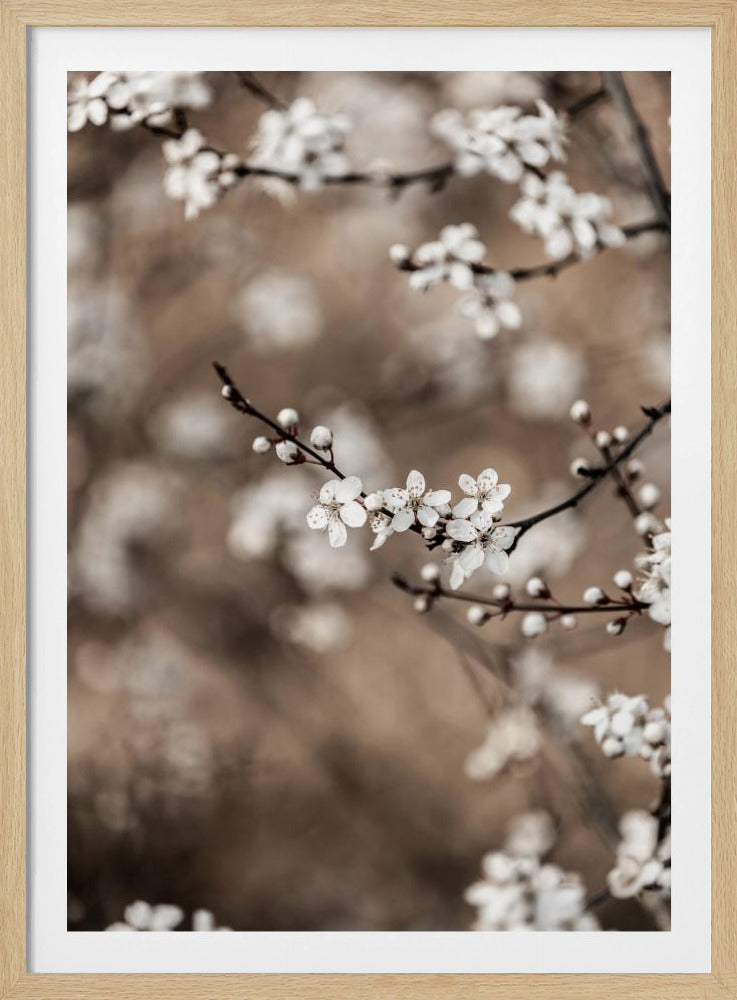 Last Spring 1 | Poster