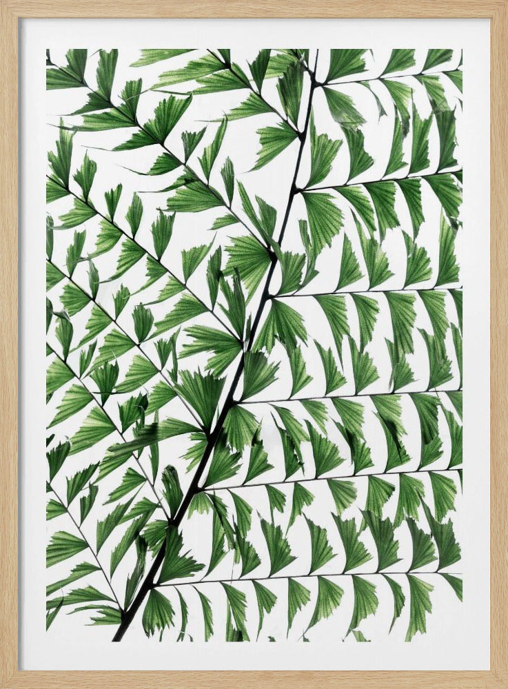 Summer Branches 4 | Poster