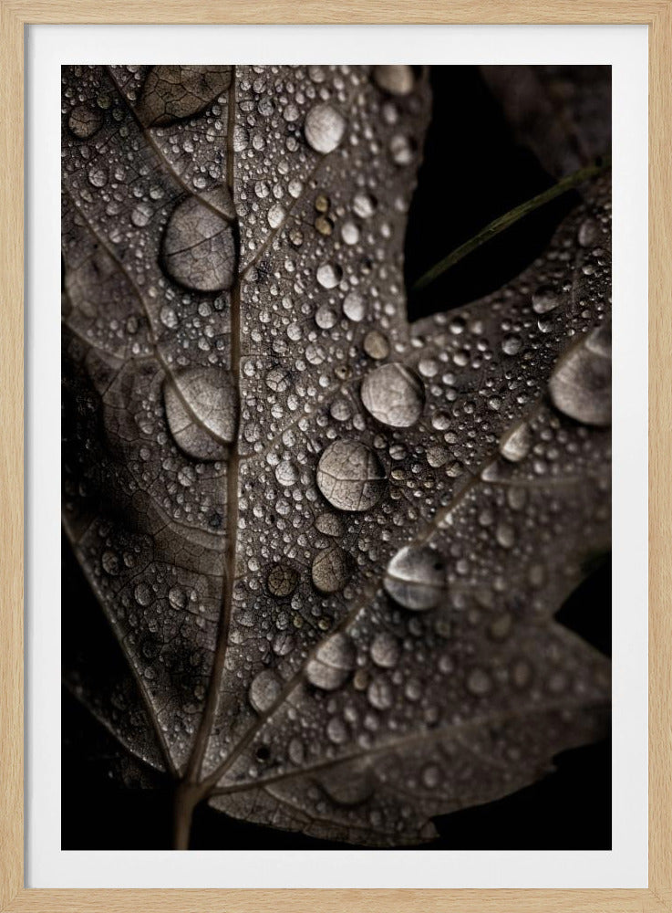 Rainy Fall | Poster