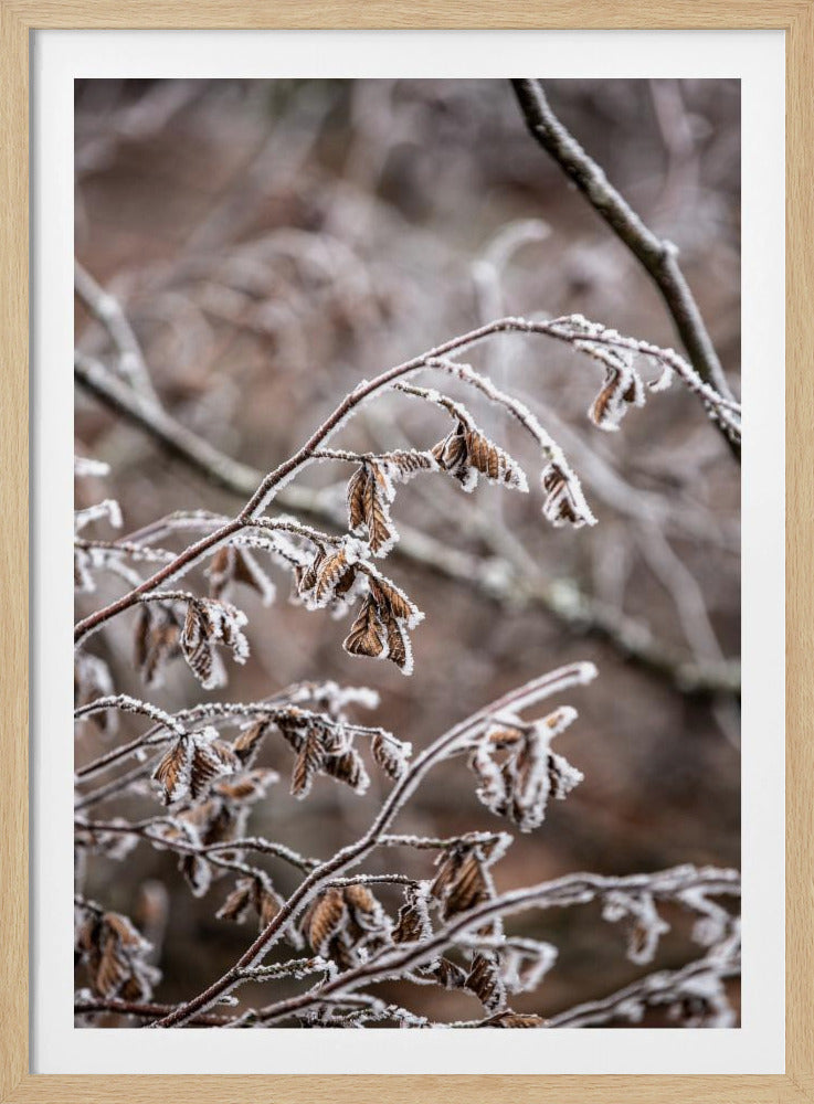 Winter Branches 18 | Poster