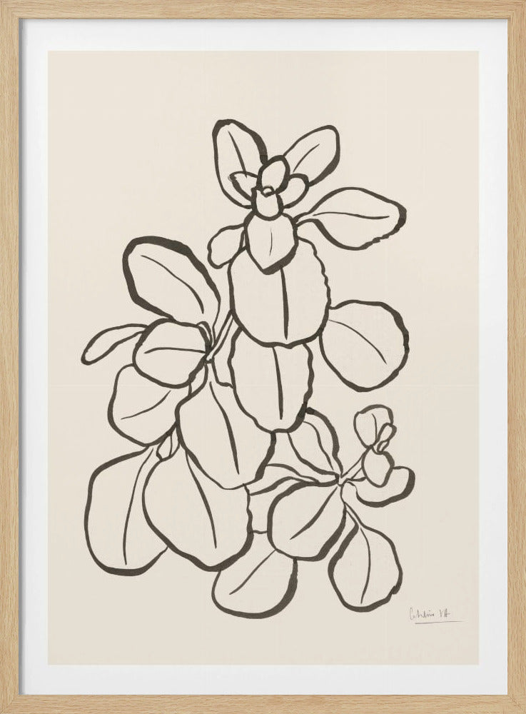 Kalanchoe Plant | Poster