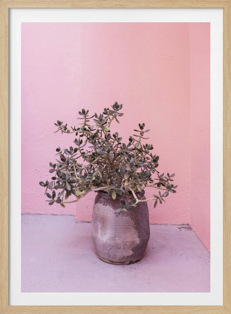Spanish Rustic Succulent | Poster