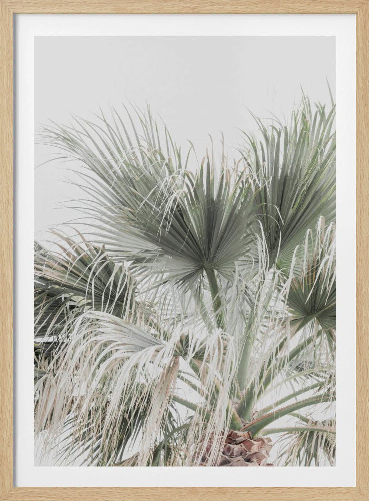 Palm Leaf | Poster