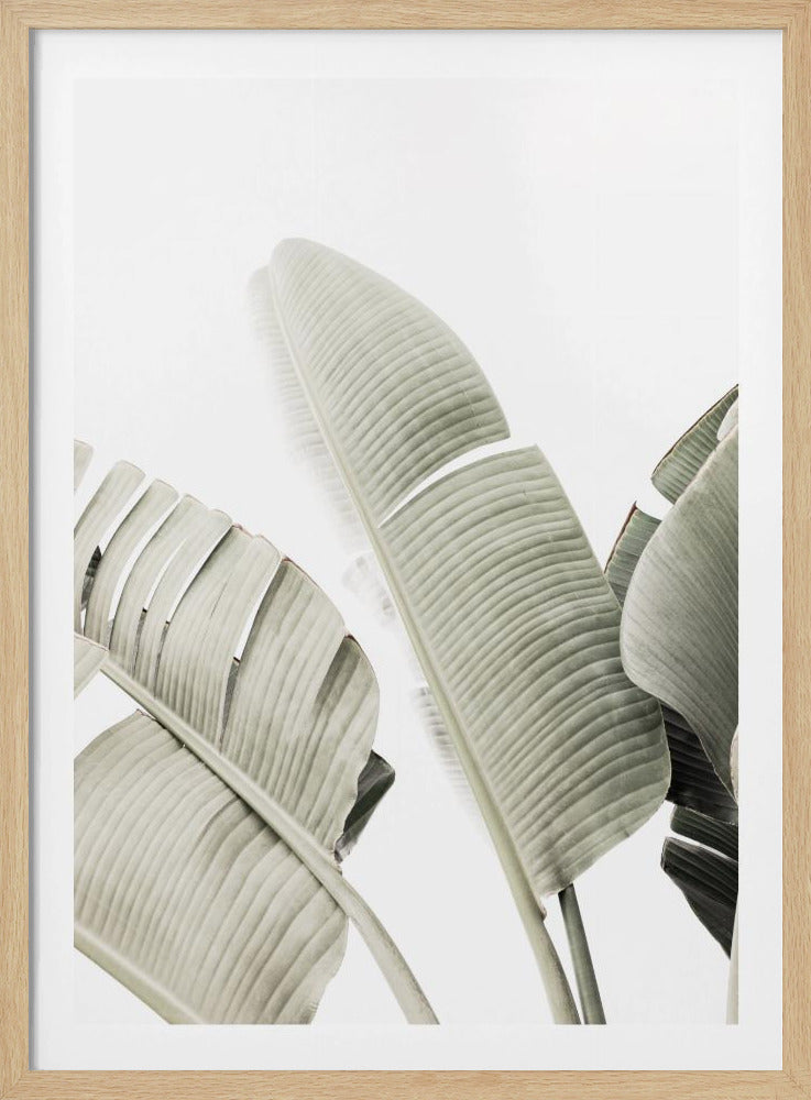 Banana leaf 1 | Poster