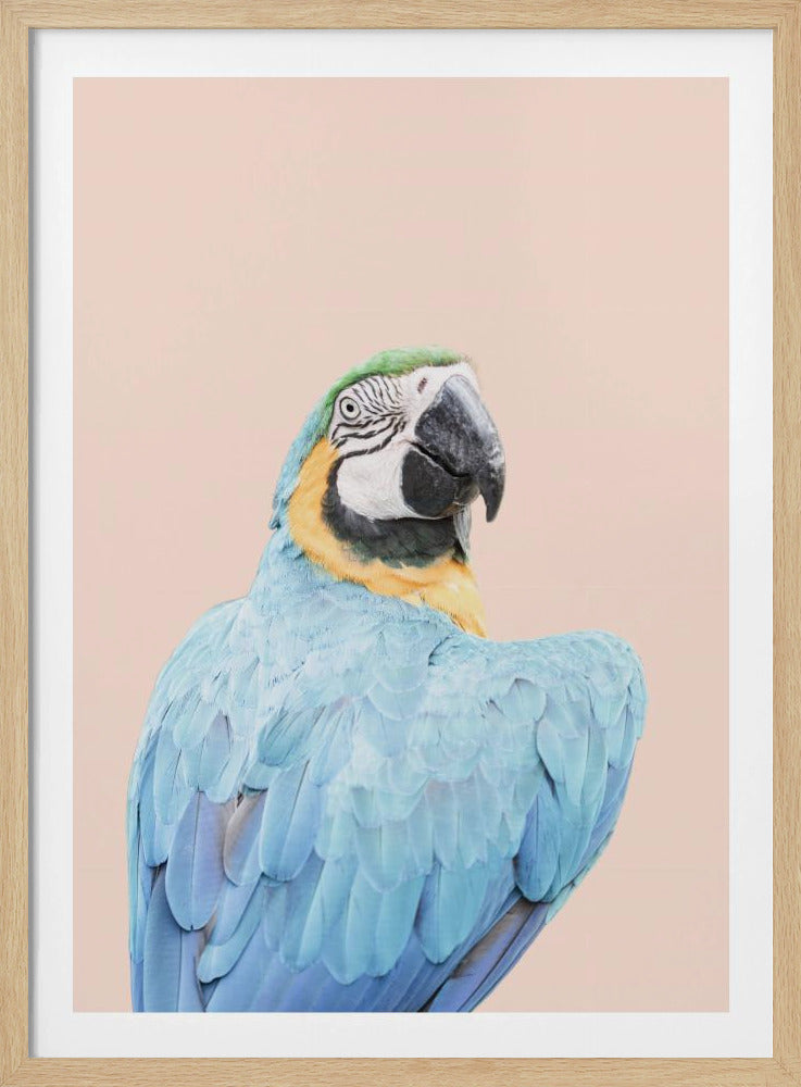 Blue Macaw | Poster