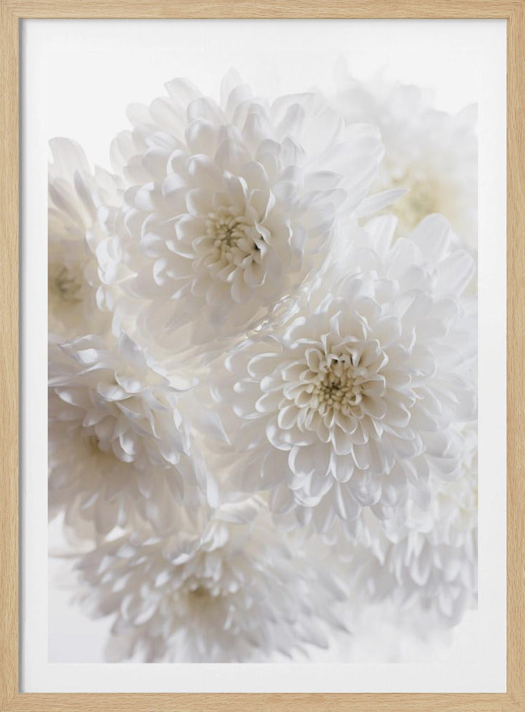 White Flowers 1 | Poster