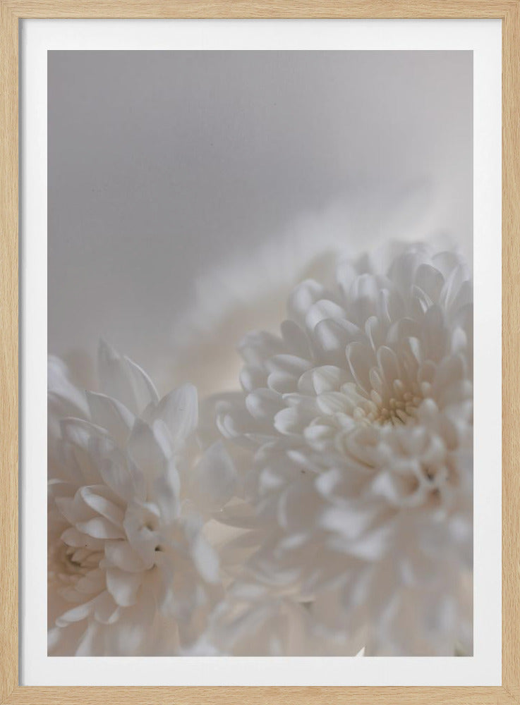 White Flowers 3 | Poster
