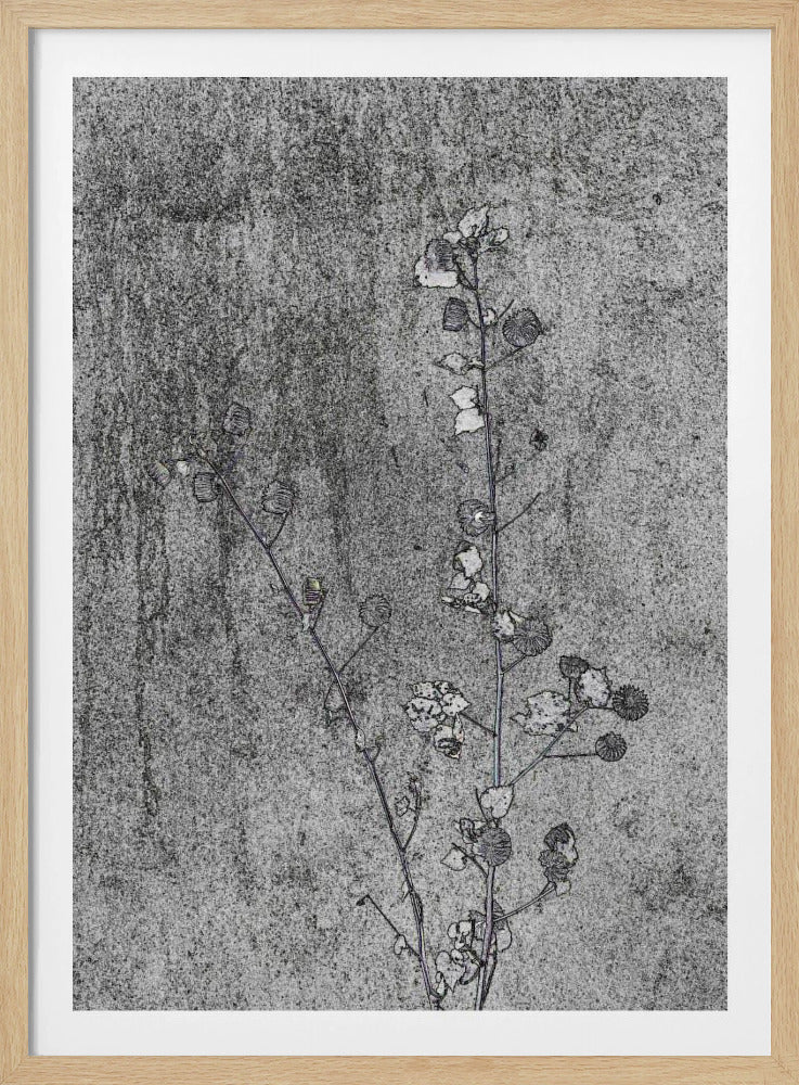 Delicate Decay | Poster