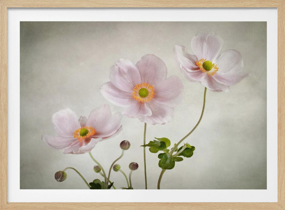 Anemones | Poster