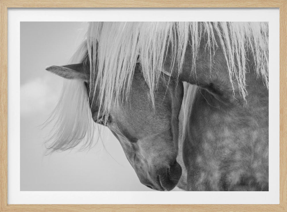 Haflinger Portrait II | Poster