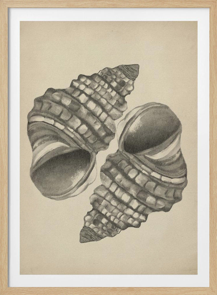 Seashells | Poster