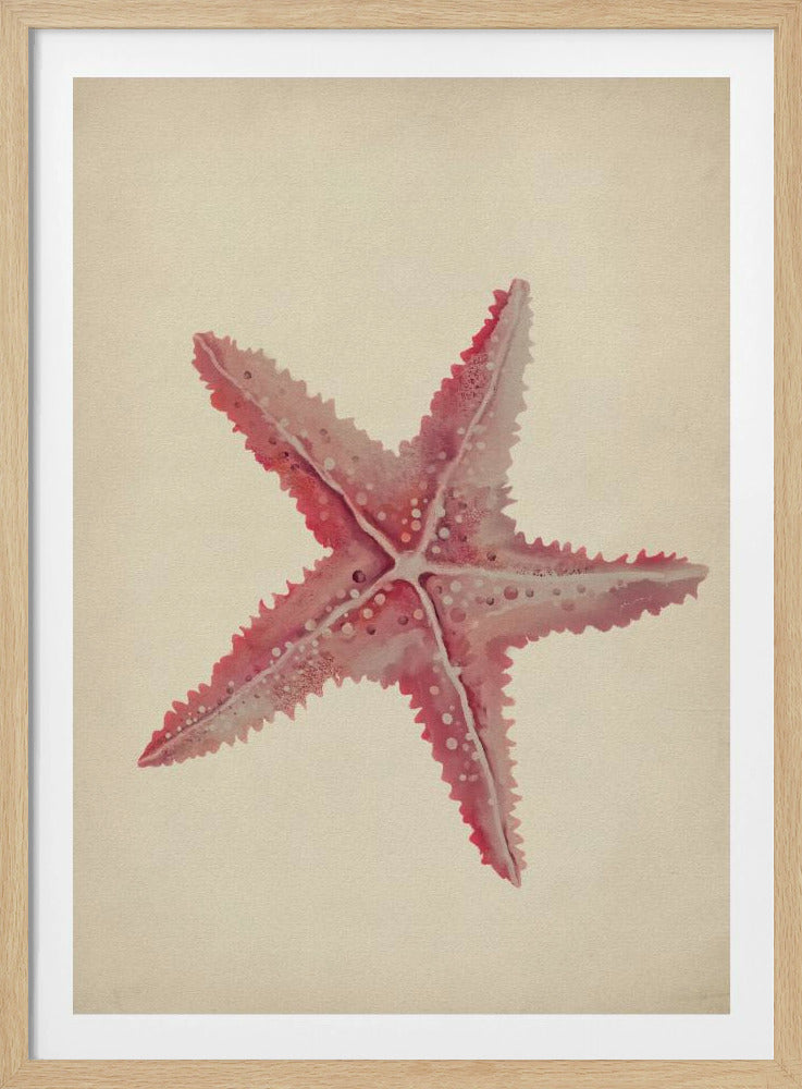 Vintage starfish painting | Poster