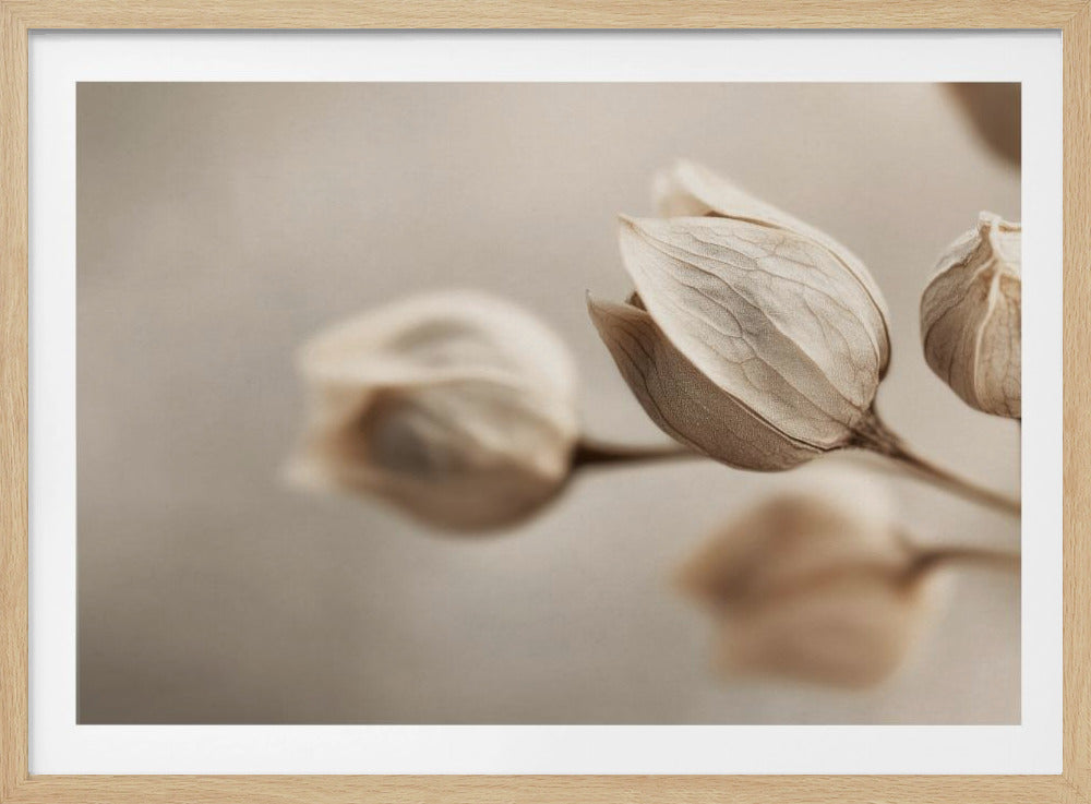 Whispering Petals | Poster