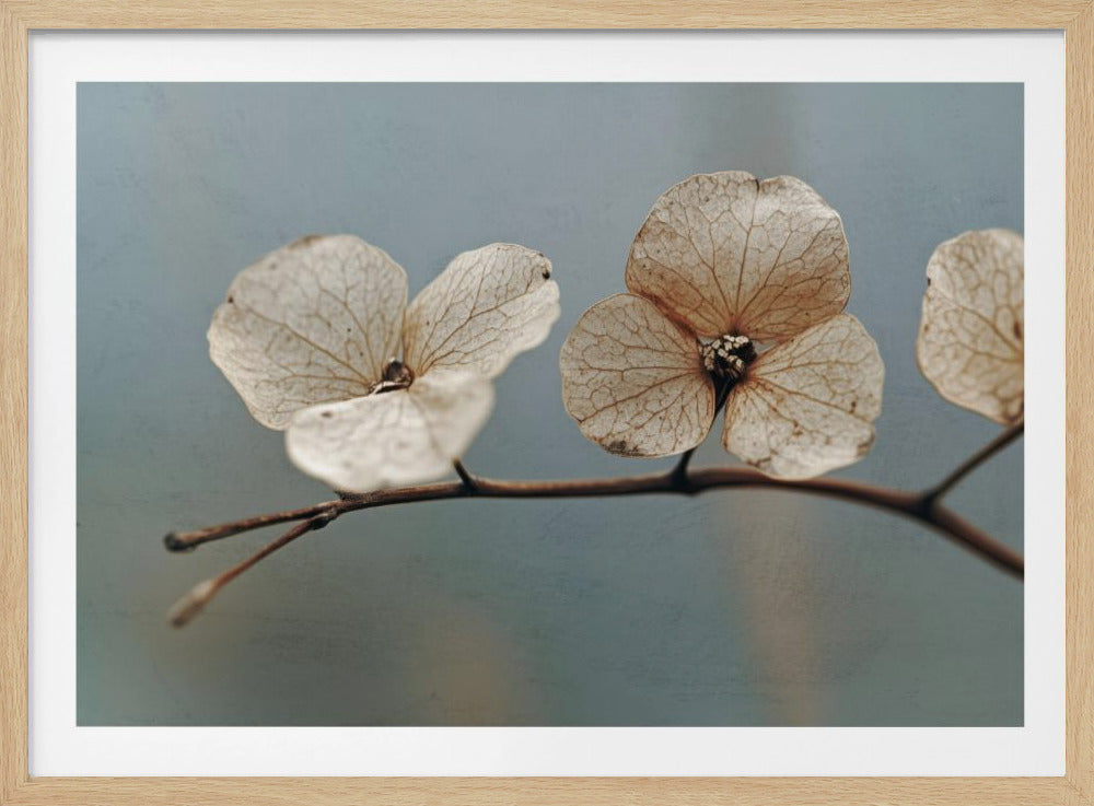 Whispering Petals | Poster