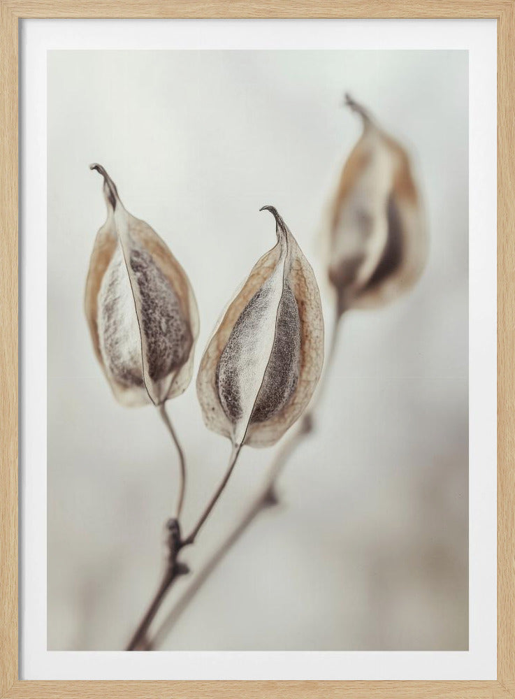 Whispering Pods | Poster