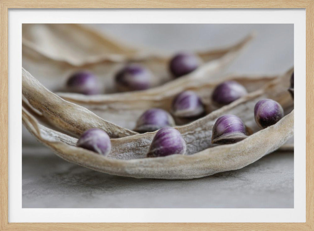 Purple Seed Symphony | Poster