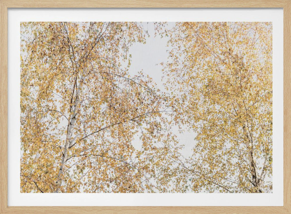 Birch Trees | Poster