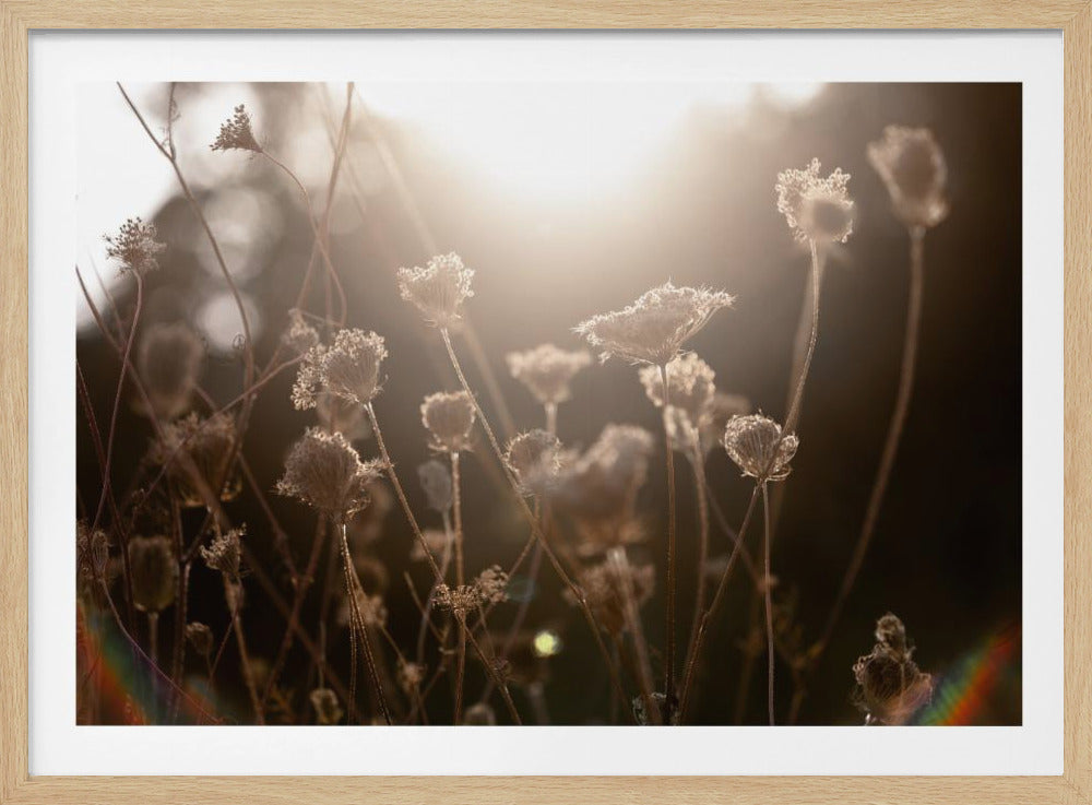 Warm Winter Light 3 | Poster